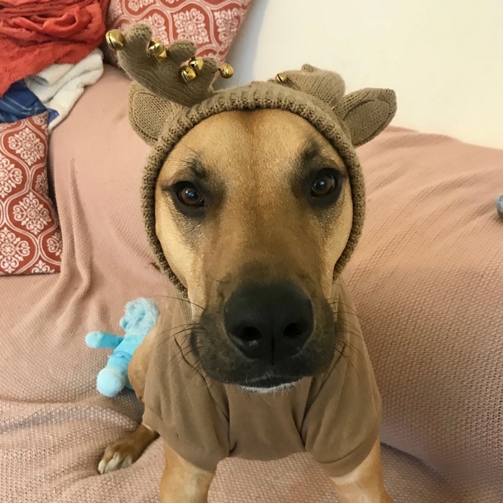Dog Christmas sweater